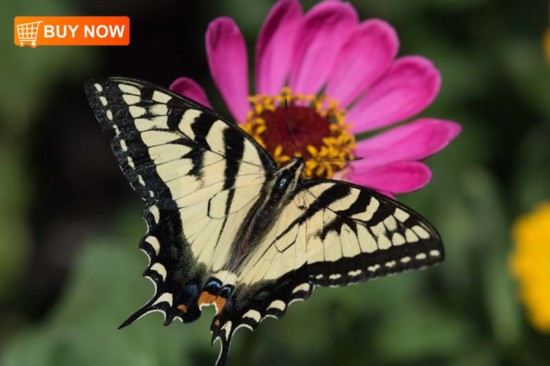 Butterfly on Zinnia 446