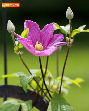 Clematis