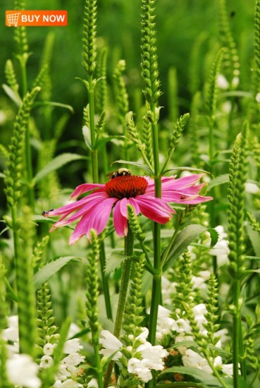 Coneflower With Bee 407