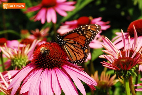Coneflower With Bee and Butterfly 406