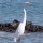 Egret thumbnail