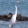 Egret thumbnail