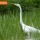 Great Egret 429 thumbnail