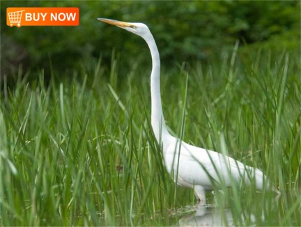 Great Egret 429