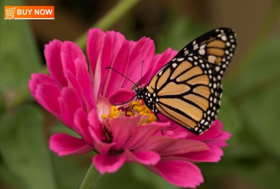 Monarch on Zinnia 453