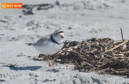 Piping Plover 414