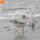 Piping Plover 451 thumbnail