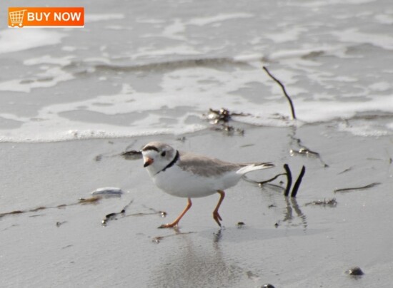 Piping Plover 451