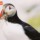 Puffin with Herring 444 thumbnail