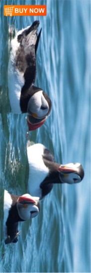 Puffins 427