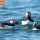 Puffins 427 thumbnail