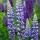 Purple and White Lupines thumbnail