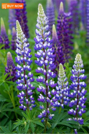 Purple and White Lupines