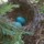 Robins Nest 438 thumbnail