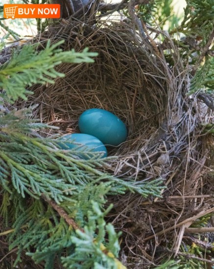 Robins Nest 438