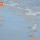 Sandpipers in Surf thumbnail
