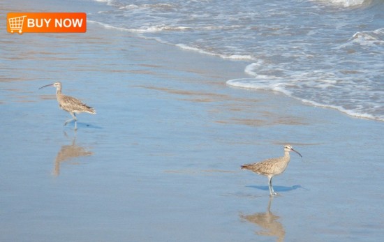 Sandpipers in Surf