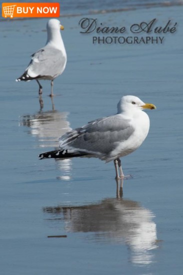 Seagulls 443