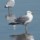 Seagulls 443 thumbnail