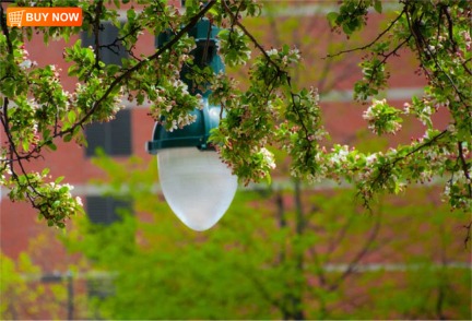 Street Light and Apple Blossoms