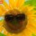 Sunflower 439 thumbnail