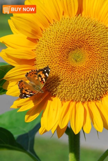 Sunflower with Butterfly