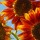 Sunflowers 410 thumbnail