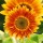 Sunflowers 412 thumbnail