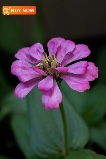 Zinnia 447