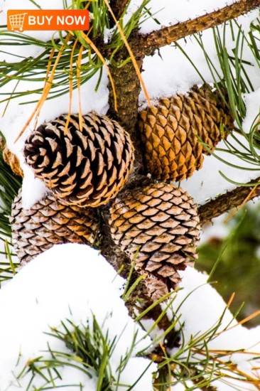 Pine Cones 442