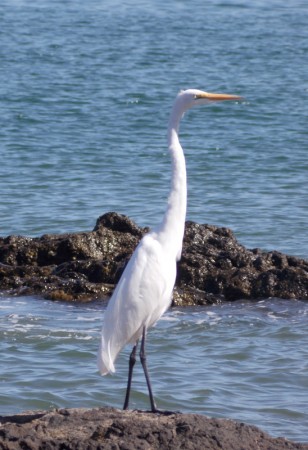 Egret