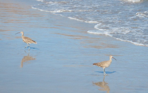 Sandpipers in Surf