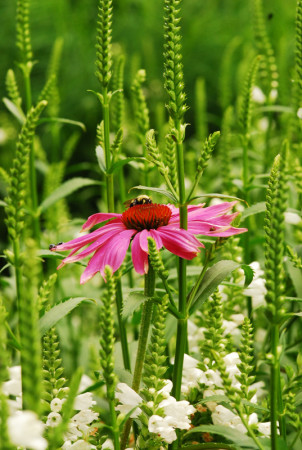 Coneflower With Bee 407
