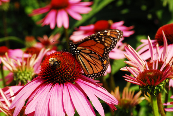 Coneflower With Bee and Butterfly 406