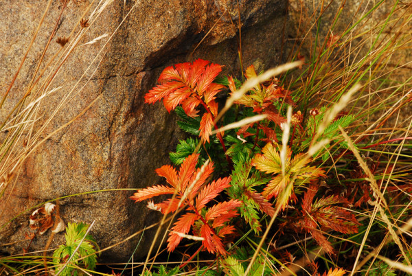 Fall Leaves Near Rocks 404