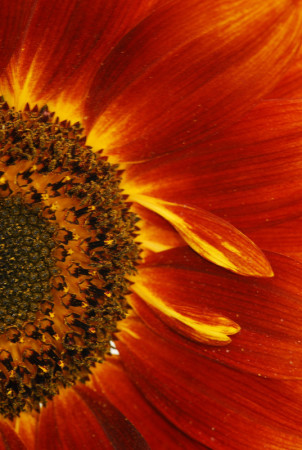 Sunflower 409