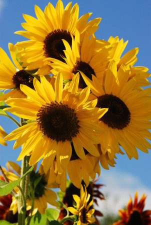 Sunflower Bouquet 411