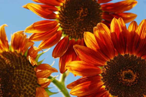 Sunflowers 410