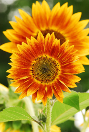 Sunflowers 412