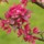 Apple Blossoms 457 thumbnail