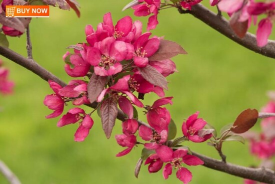 Apple Blossoms 457