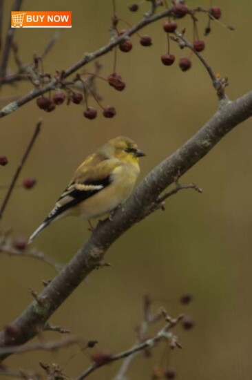 Goldfinch 459