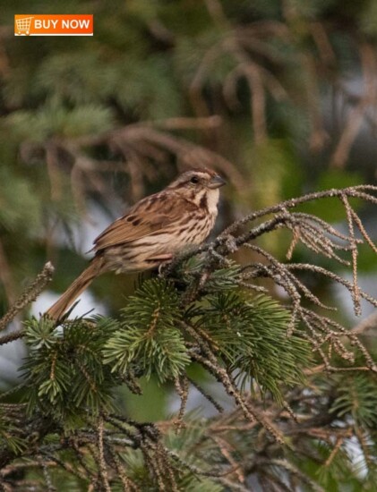 Sparrow 455